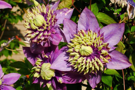 'Taiga' Clematis purple blooms