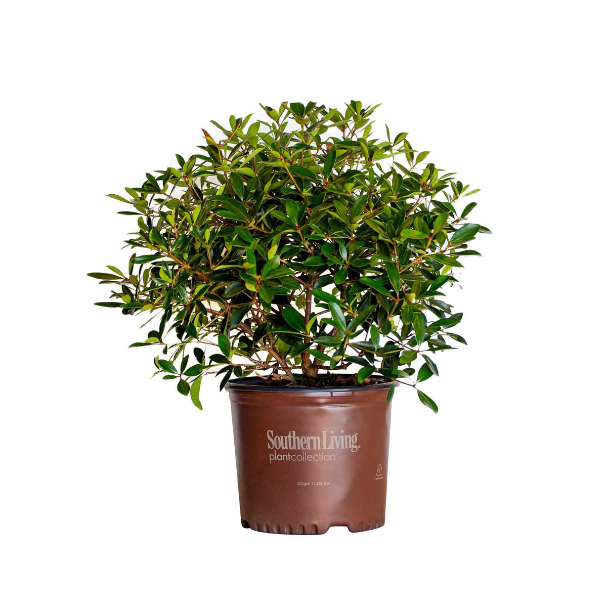 Bronze Beauty Cleyera | Shop Online with PlantsbyMail.com – Plants by Mail