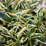 Variegated and serrated foliage of the Cleyera Romeo