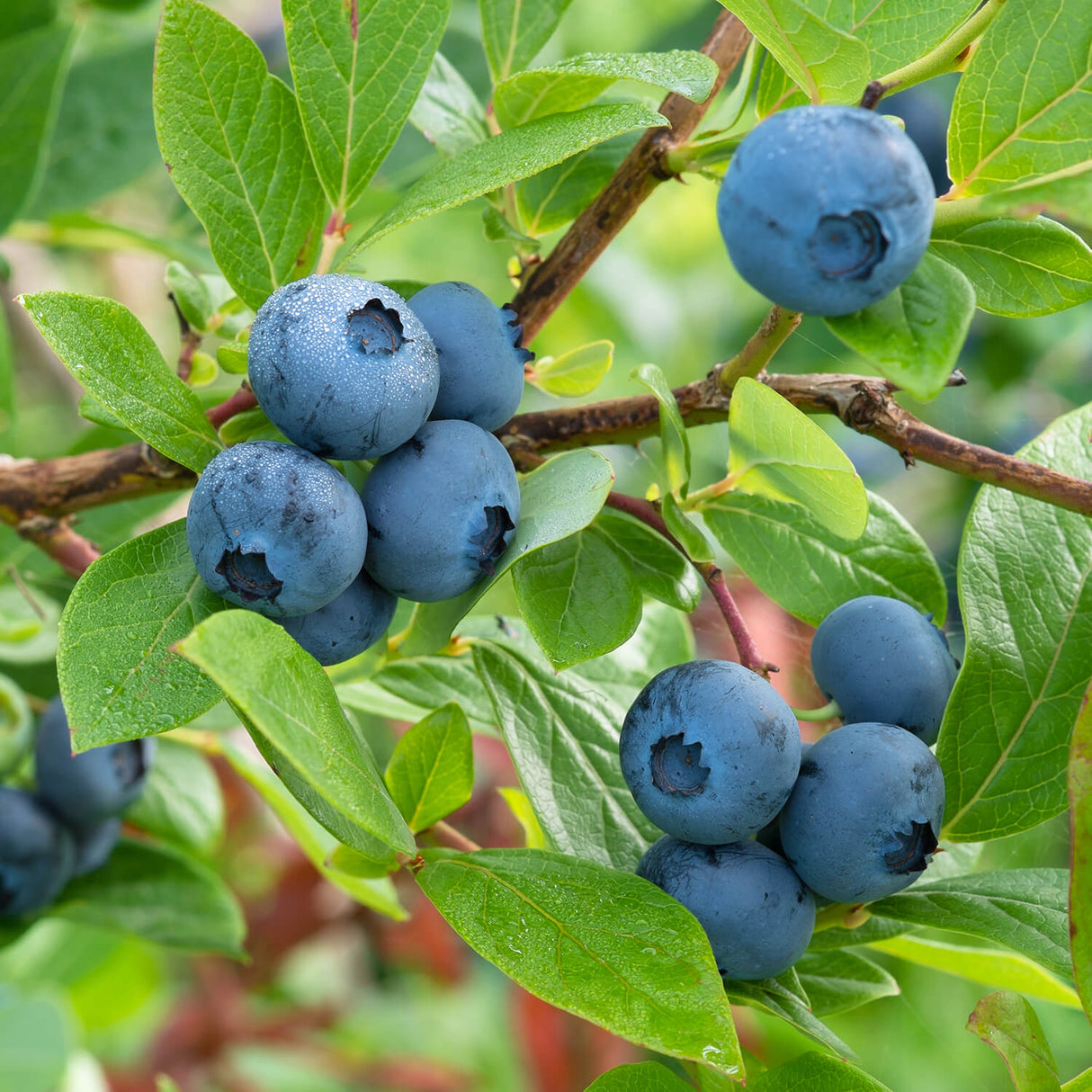 Climax Blueberry bush wth blue fruit and green foliage