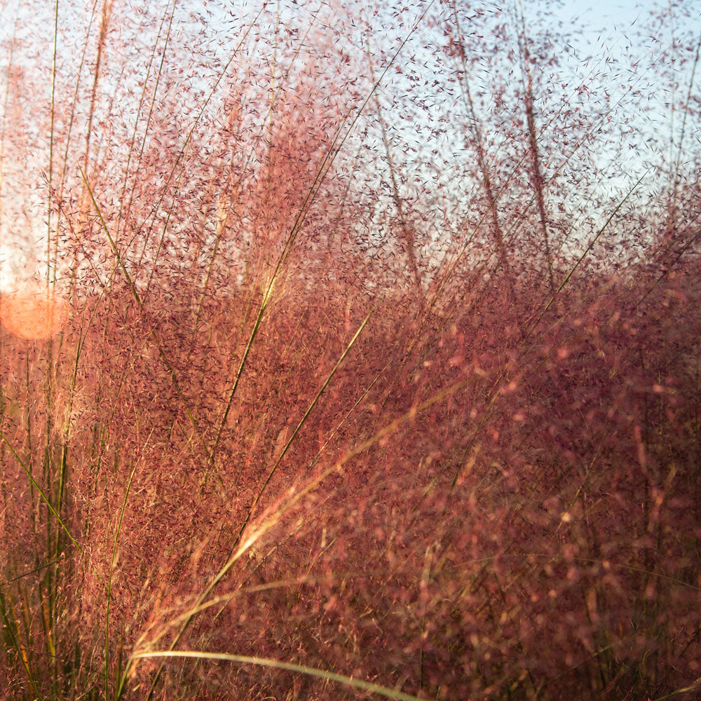Pink Muhly Grass (Muhlenbergia capillaris)