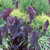 Colocasia black ripple with deep purple foliage against a background of green shrubs