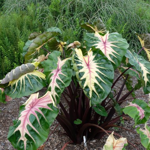 Colocasia Royal Hawaiian ‘Waikiki’