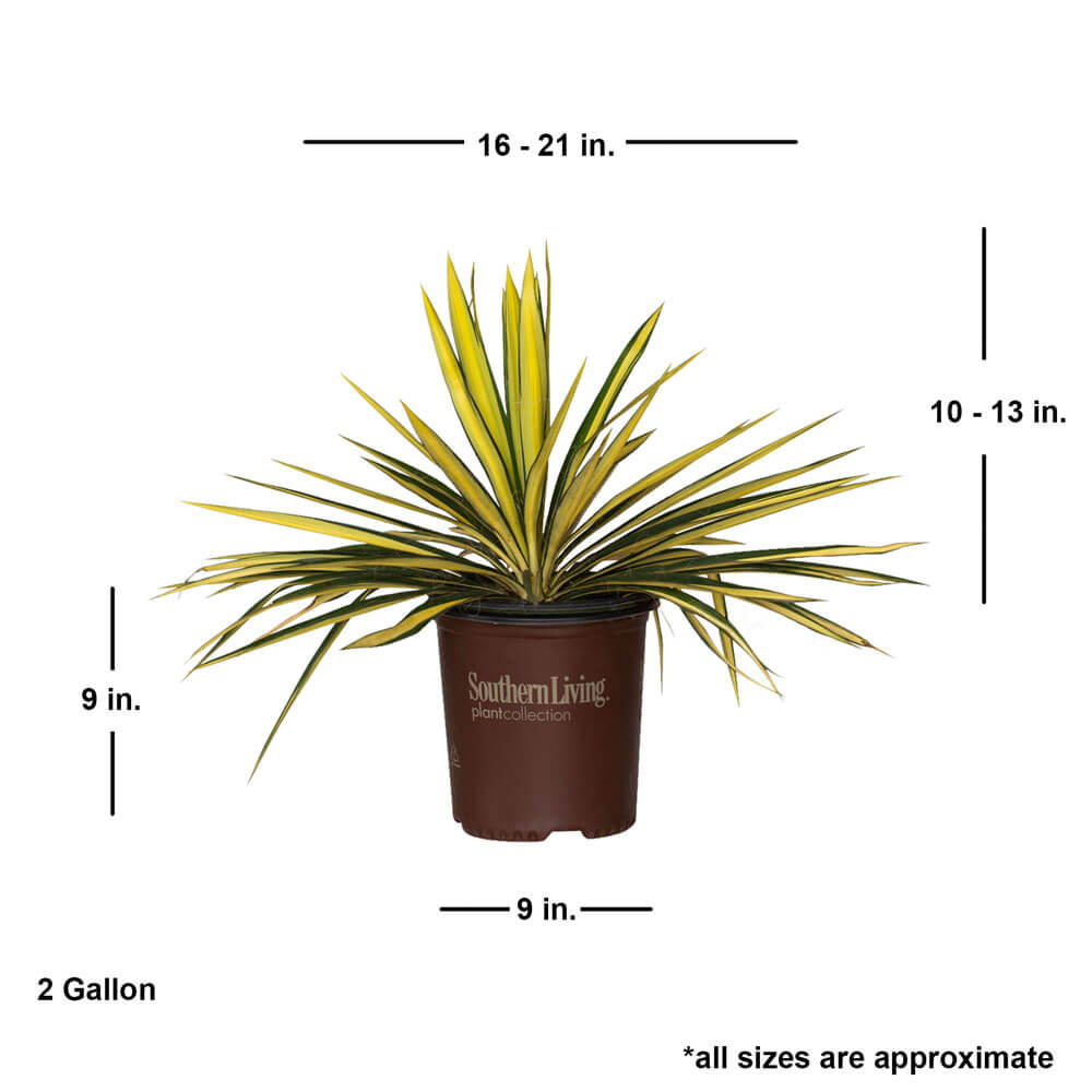 pictures of yucca plants for sale