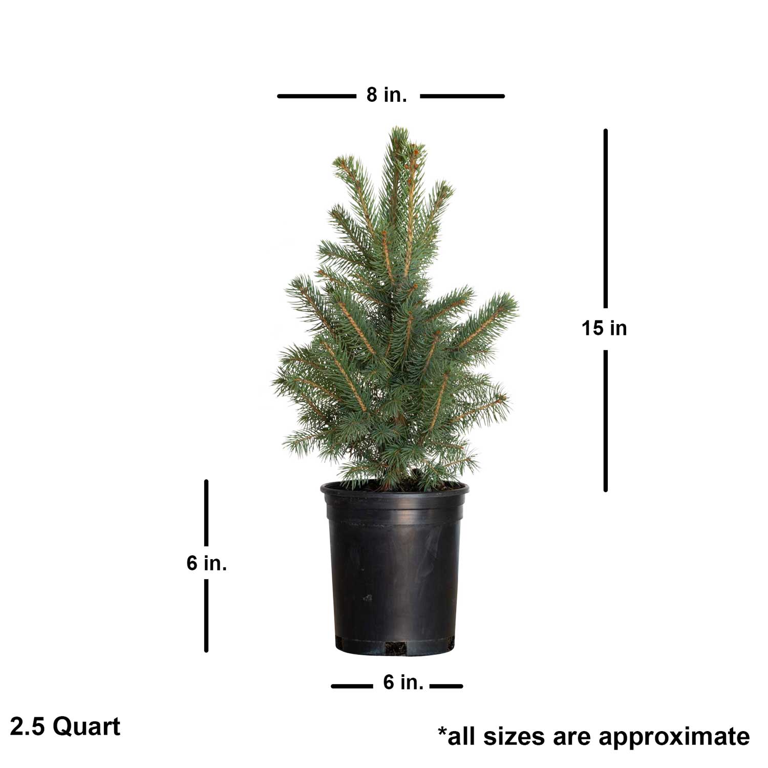 Baby Blue Colorado Spruce Shop With PlantsbyMail Com Plants By Mail   Colorado Baby Blue Dimensions 