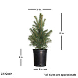 15 in tall 8 in wide blue pine tree spruce in a black pot