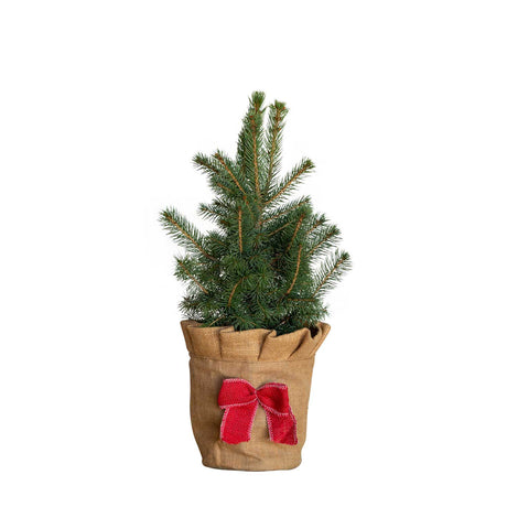 Colorado Baby Blue Spruce in holiday burlap wrap