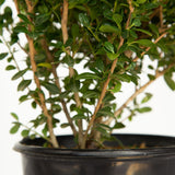 live potted japanese holly plant ilex crenata foliage live plant for sale online 