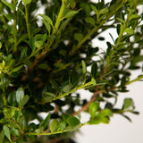 japanese holly plant ilex crenata foliage live plant for sale online 