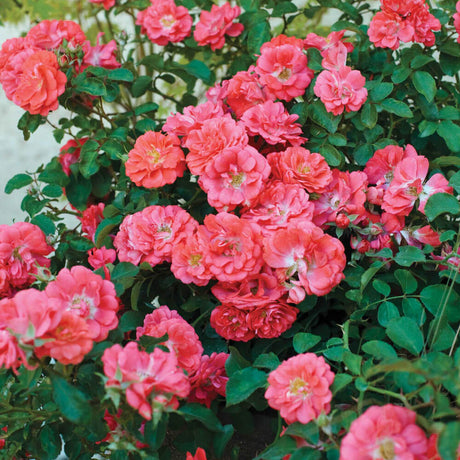 groundcover coral drift roses