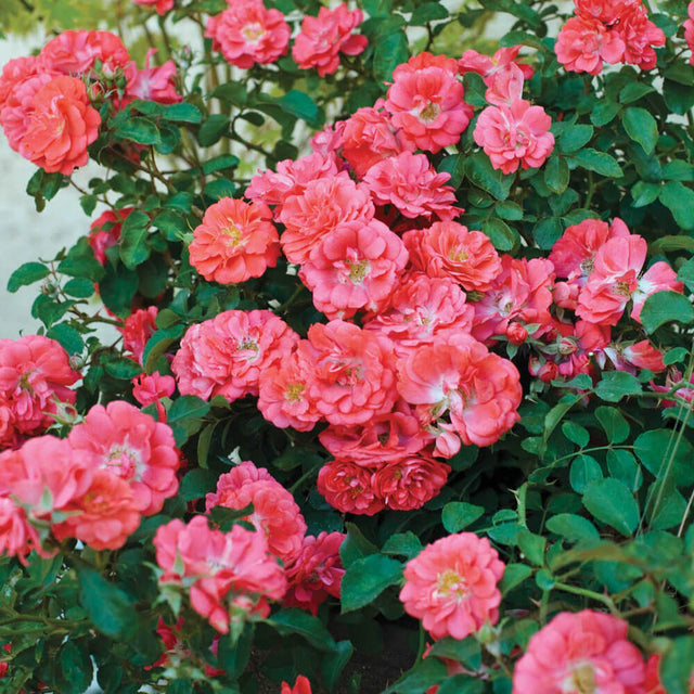 groundcover coral drift roses
