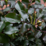 small leaves of groundcover roses with small buds