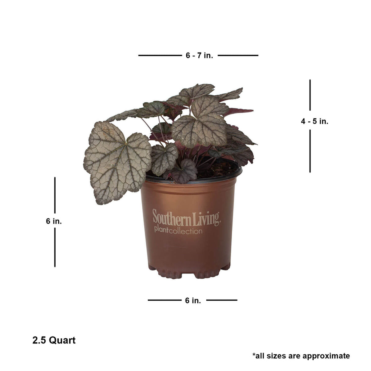 coral bells heucherella plant for sale online in southern living plant with average shipped dimensions