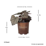 coral bells heucherella plant for sale online in southern living plant with average shipped dimensions