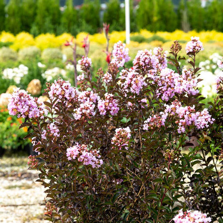 purple crepe myrtle trees maroon and green foliage delta breeze