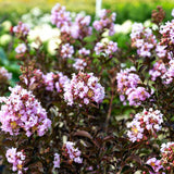 purple crapemyrtle blooms for sale online
