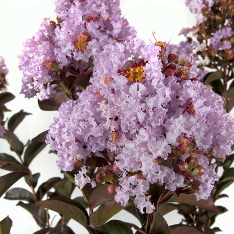 common purple crapemyrtle trees