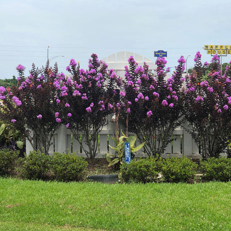 Delta Eclipse Crape Myrtle planted in the landscape with bright pink flowers and dark burgundy foliage