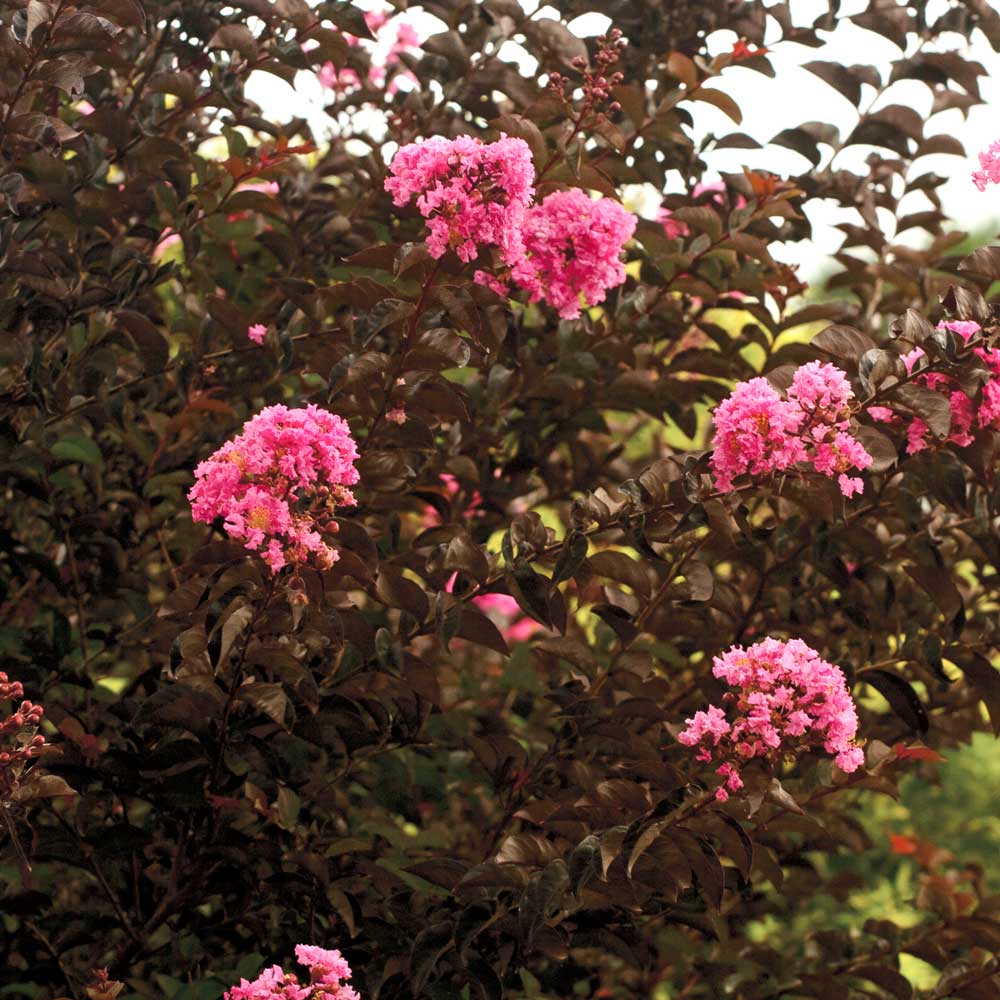 Delta Jazz Crape Myrtle low maintenance tree pink cluster blooms