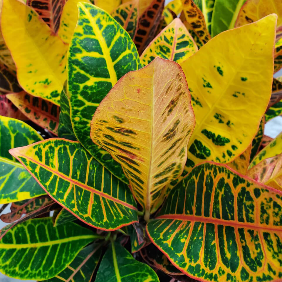 Lush Yellow Green and Pink Foliage of a Croton Petra