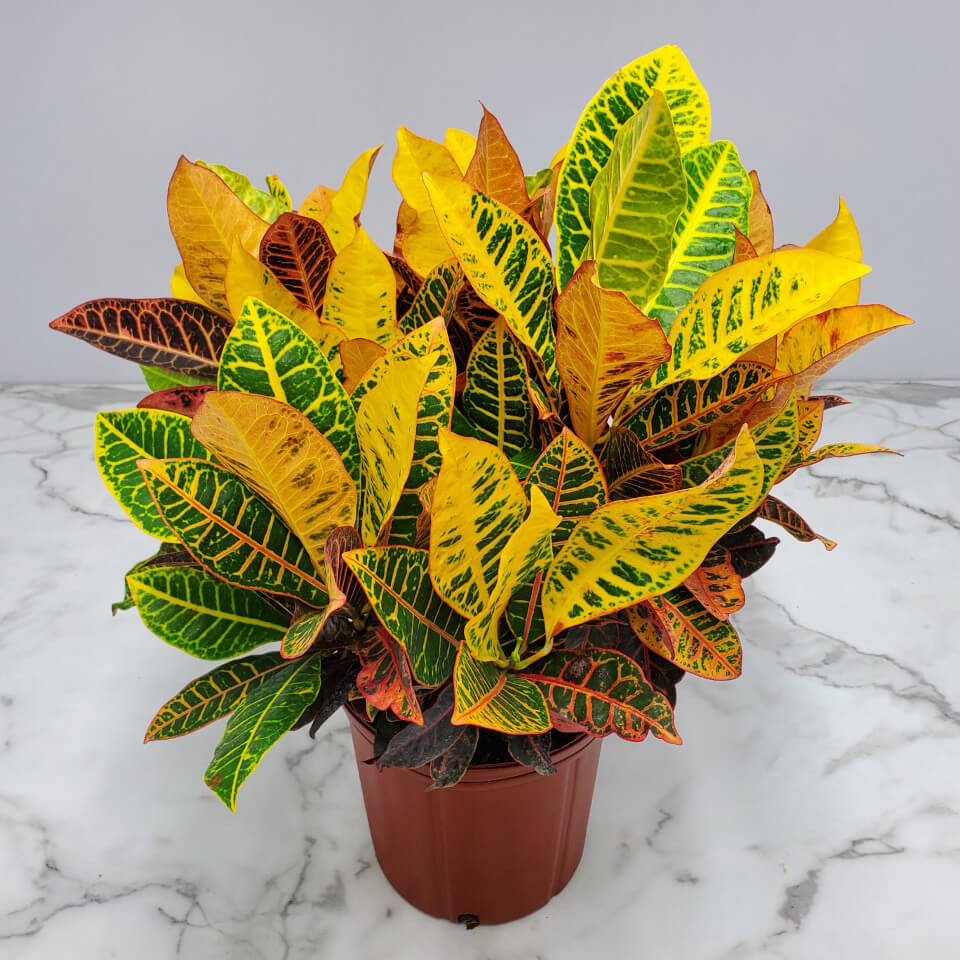 Picture of Croton plant in a plastic pot