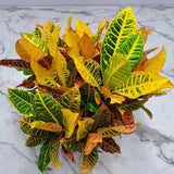 Petra Croton for sale at plantsbymail.com 