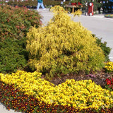 Paul's Gold False Cypress with yellow foliage in a garden bed
