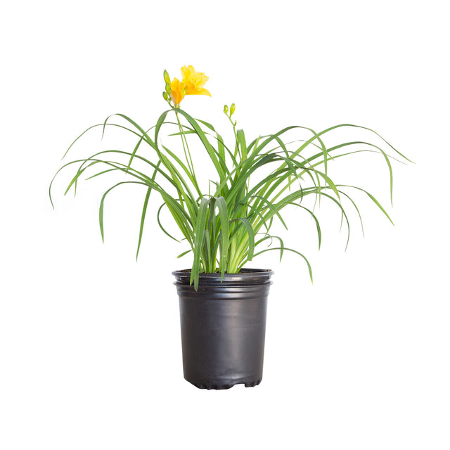 stella de oro daylily in a black pot. Strappy green foliage and a yellow flower on a white background
