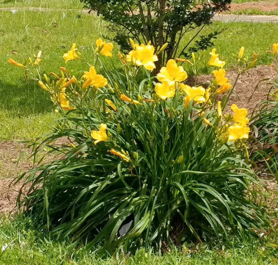 yellow evergreen stella daylily flower on bright, light green foliage