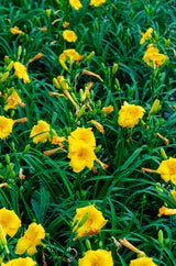 yellow evergreen stella flower on bright, light green foliage 6tr32i8