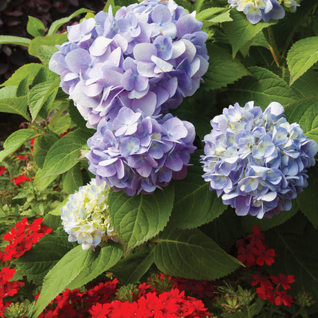 mophead hydrangea blue purple