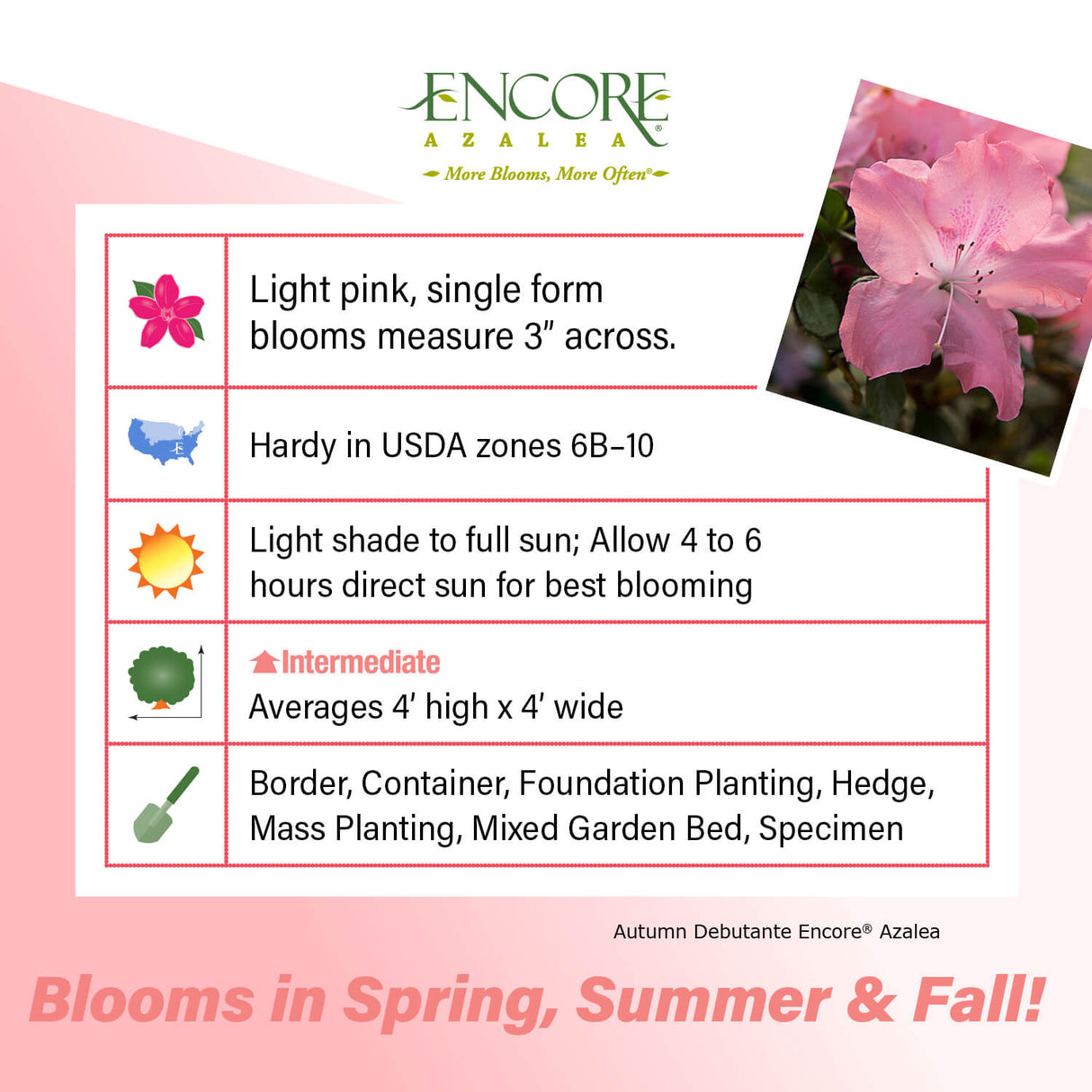 Encore Azalea Autumn Debutante fact sheet