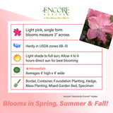 Encore Azalea Autumn Debutante fact sheet