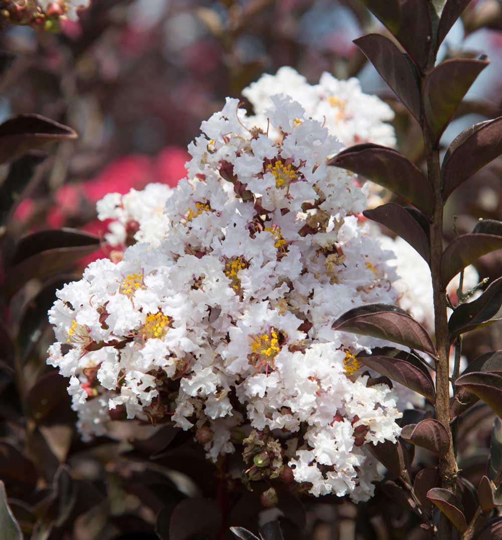 crapemyrtle trees lush white cluster blooms green to light brown foliage