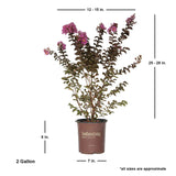 delta eclipse pink crapemyrtle for sale online southern living plant collection pot average dimensions