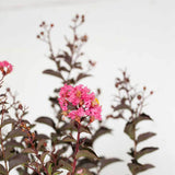 Pink/Lavender Blooming 2 Gallon 2 Gallon Southern Living Crape Myrtle