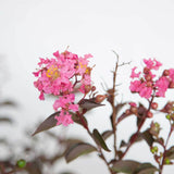 deciduous shrub pink showy flowers fringe flowers red to brown stems
