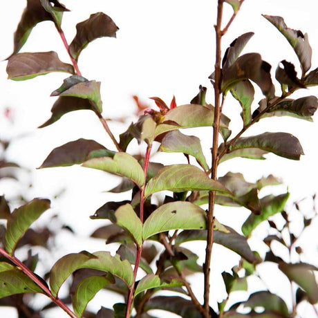 deciduous shrub pink showy flowers lilac of the south