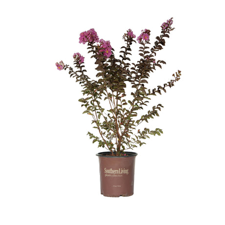 2 gallon southern living plant collection delta eclipse crape myrtle pink blooms for sale 