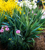 flax lily dianella plant with agapanthus garden landscape shrubs for sale online