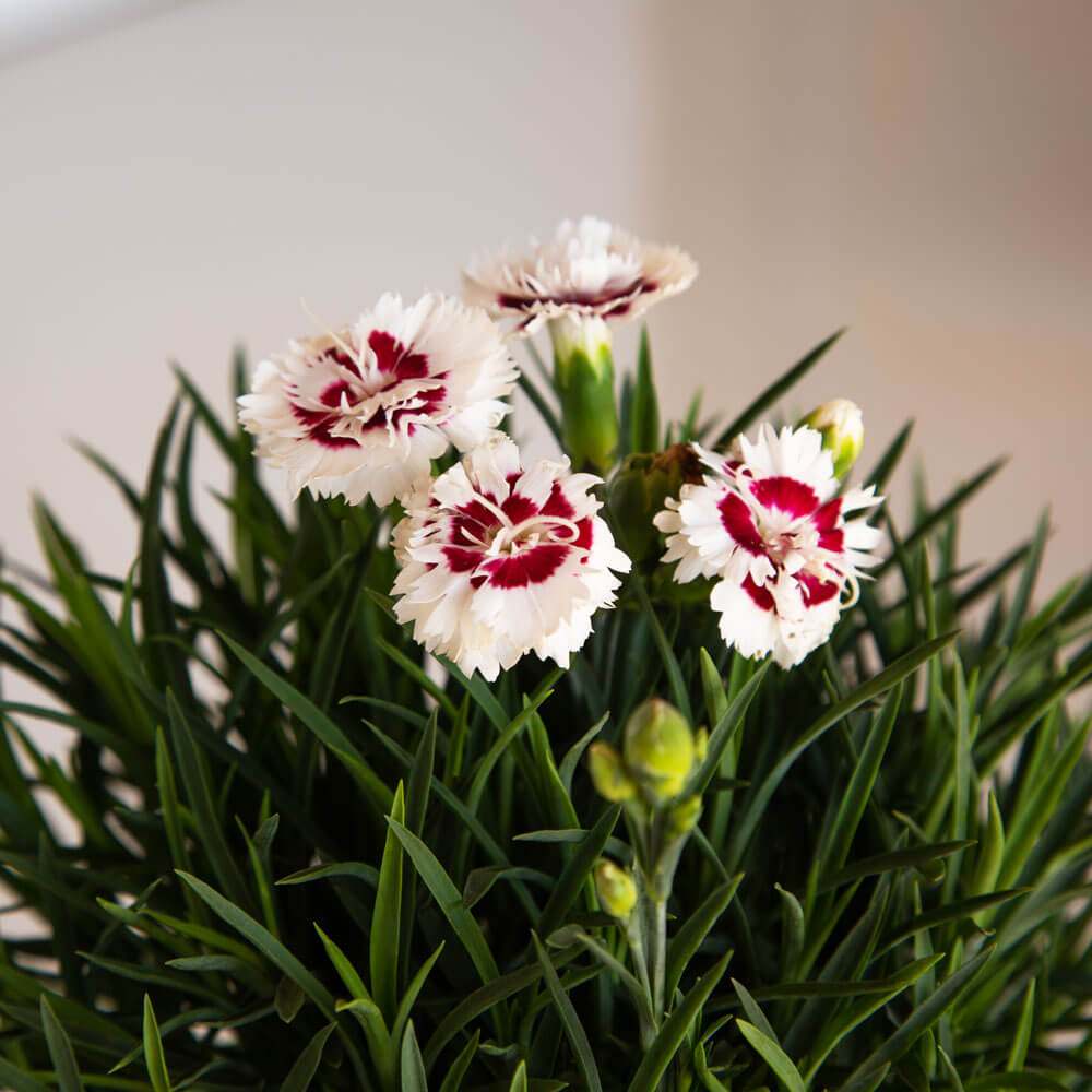 coconut surprise dianthus flower white red blooms fragrant attracts hummingbird butterflies