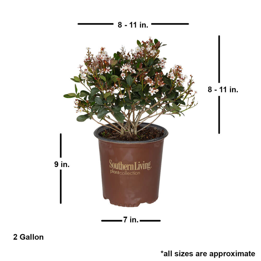 Indian Hawthorn Rhaphiolepis indica dimensions southern living plants