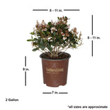 Indian Hawthorn Rhaphiolepis indica dimensions southern living plants