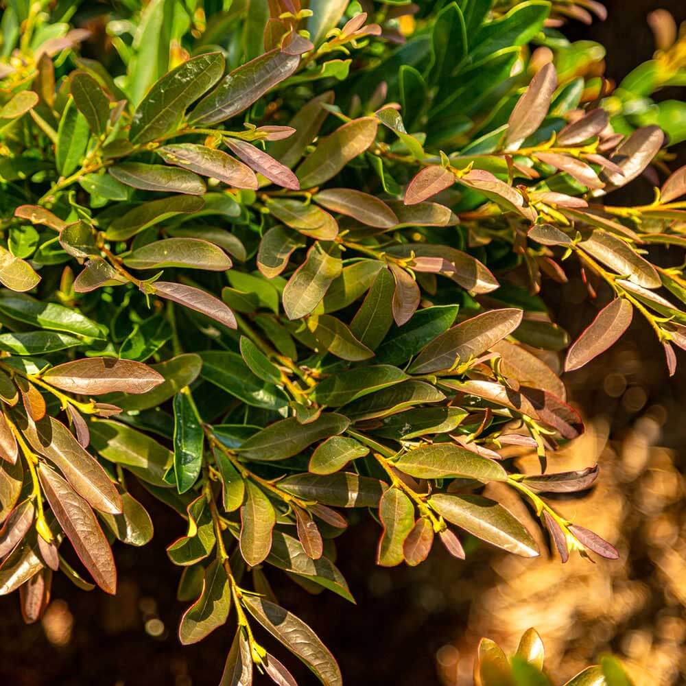 broadleaf evergreen shrubs heat drought resistant