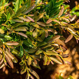 broadleaf evergreen shrubs heat drought resistant
