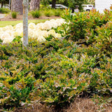 distylium shrubs and mophead hydrangeas as landscaping growth