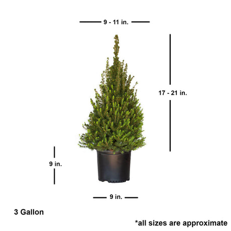 live dwarf alberta spruce potted plant for sale online shipped size