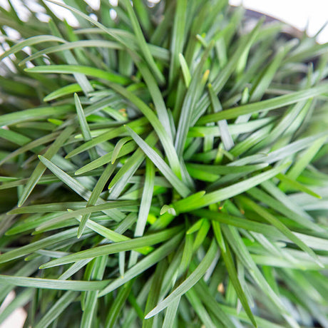 Dwarf Mondo Grass foliage evergreen for mass planting groundcover for sale online