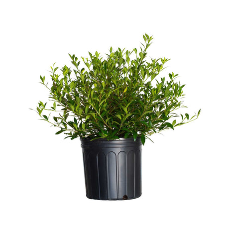 dwarf radicans gardenia in black 2.5G pot for sale online 