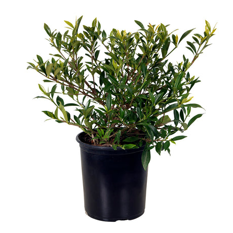 dwarf radicans gardenia plant for sale online